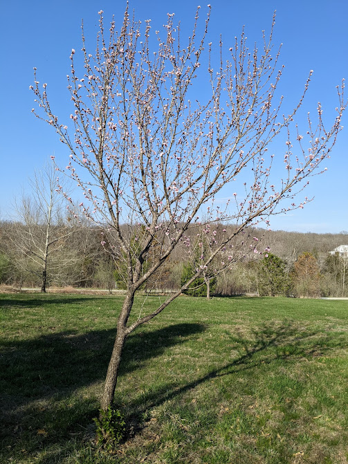 Cherry tree in bloom