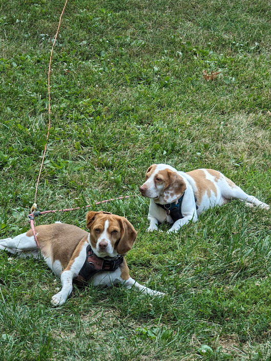 The WonderBeagles of the Twelve Acre Woods