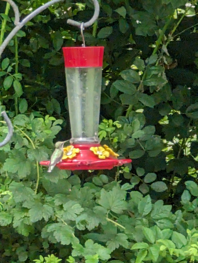 Ruby-throated hummingbird